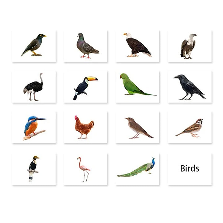 Birds Flash Cards