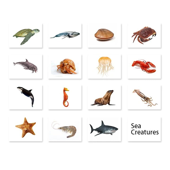 Sea Creatures Flash Cards