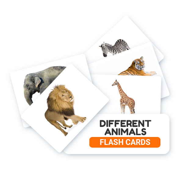 Animal Kingdom - Bundle Flash Cards