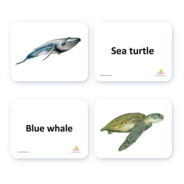 Sea Creatures Flash Cards
