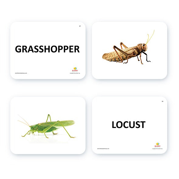 Insect Flash Cards